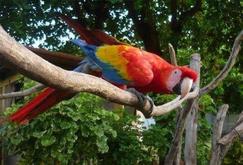 Curaka Lodge Expedition Iquitos Ngoại thất bức ảnh